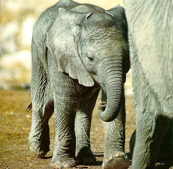 photograph of elephant calf