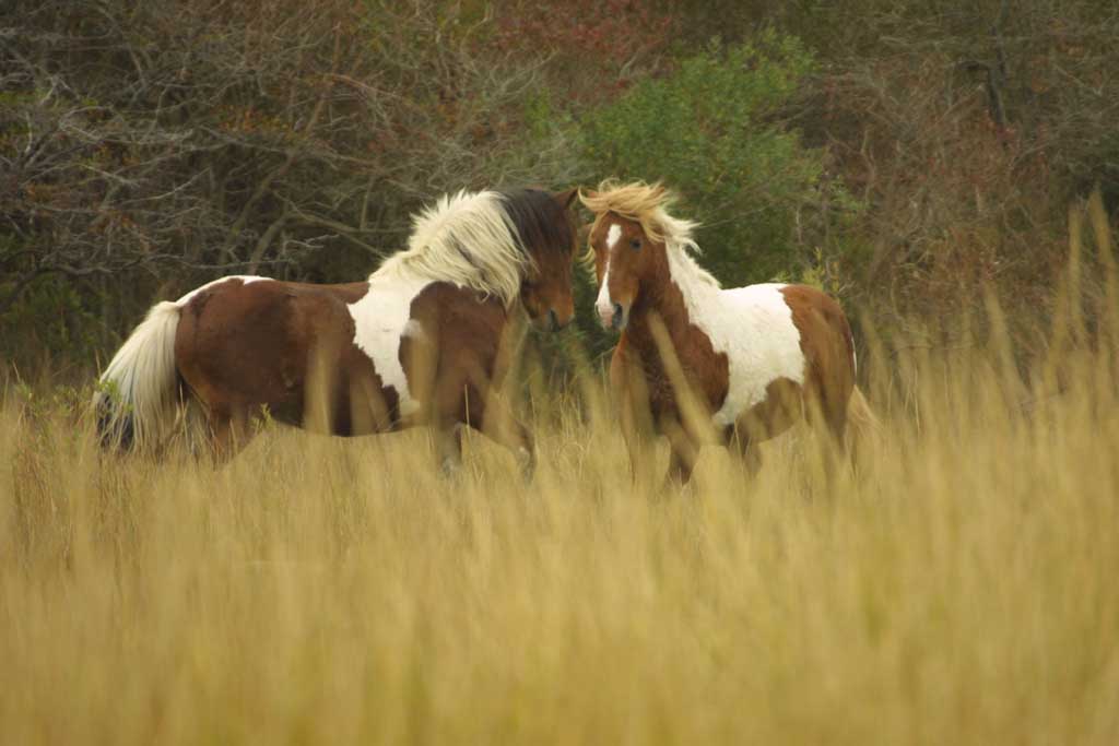 photo of Assateague ponies