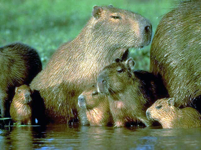 photograph of capybara family