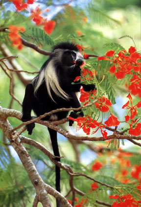 photograph of  a colobus monkey