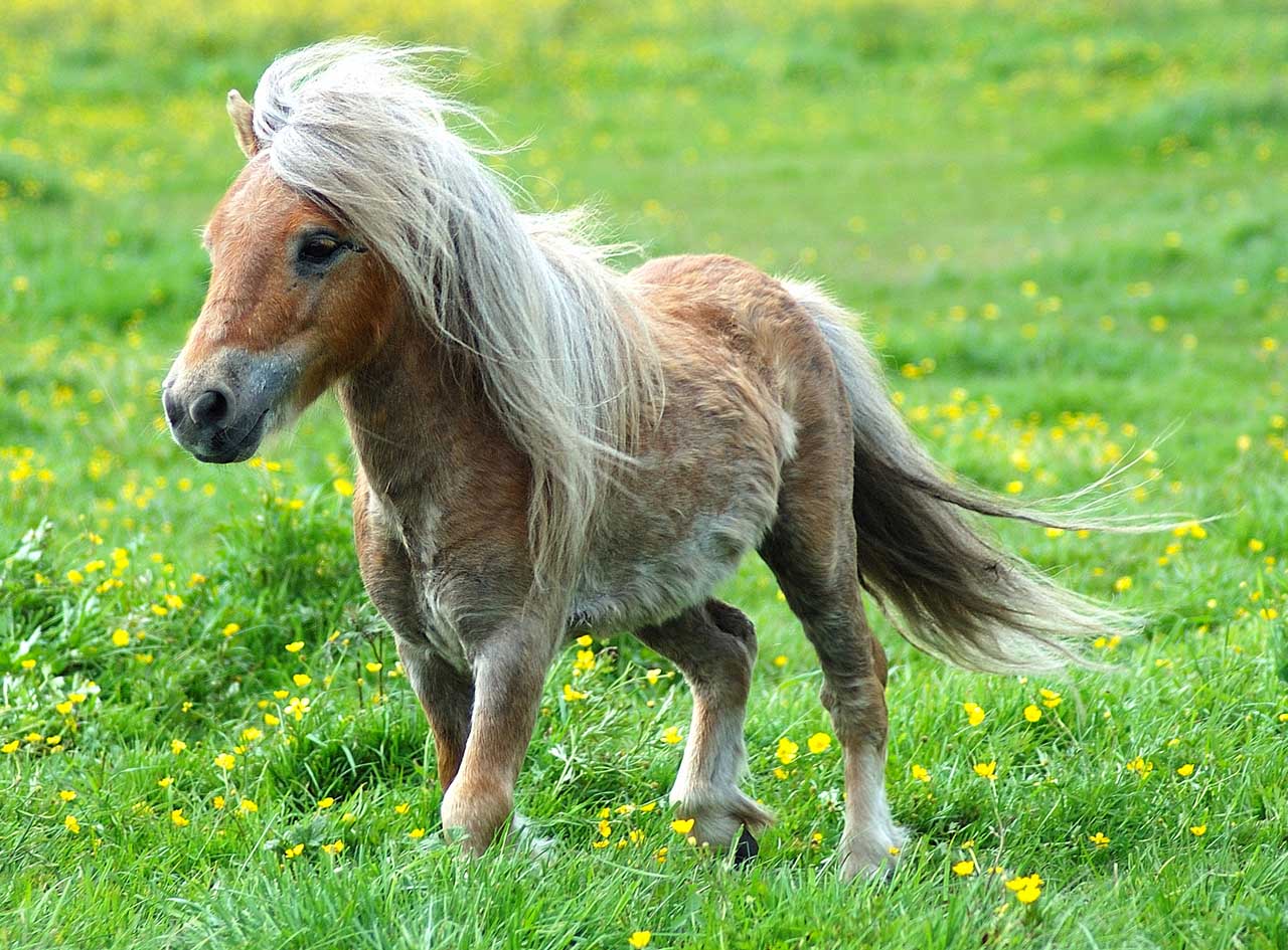 Pony Images