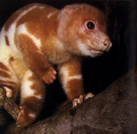 photograph of spotted cuscus