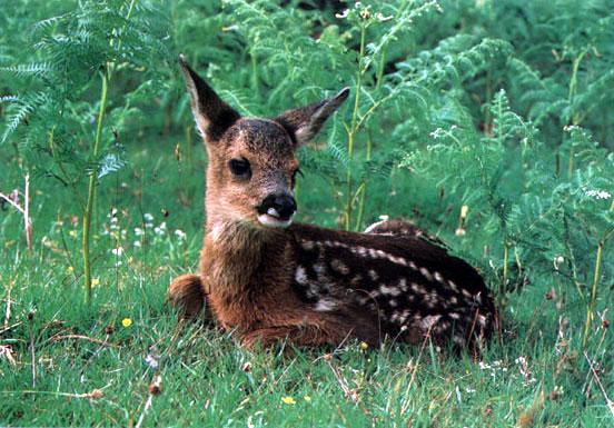 photo of  baby deer