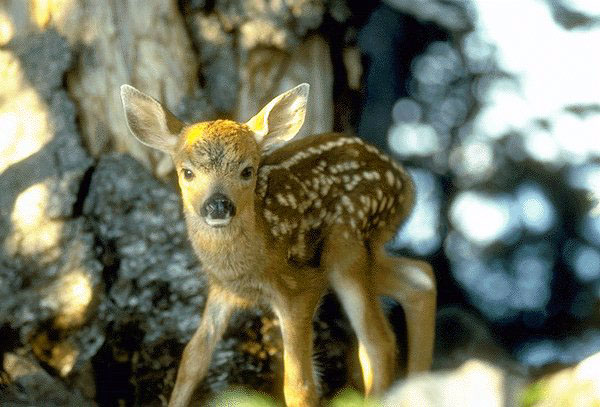 photograph of  a baby deer