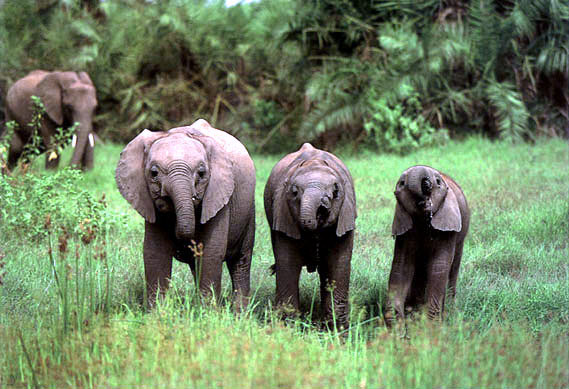 photo of three young elephants