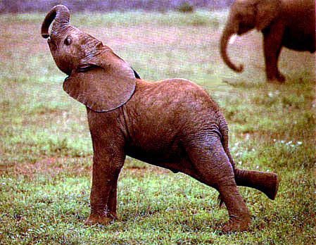 playful elephant calf