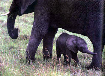 photo of baby elephant and its mother