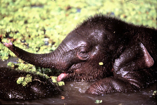 photo of muddy elephant calf