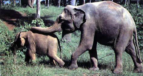 photo of two African elephants