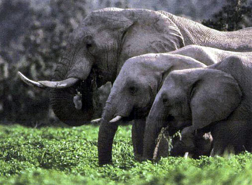 photo of elephants feeding