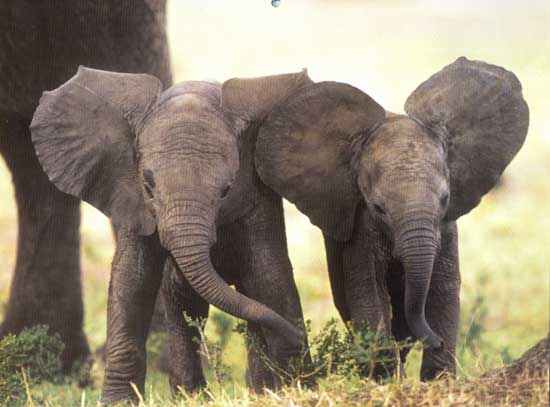 two elephants