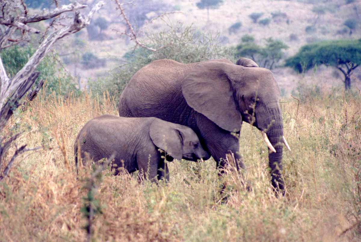 photo of elephant suckling