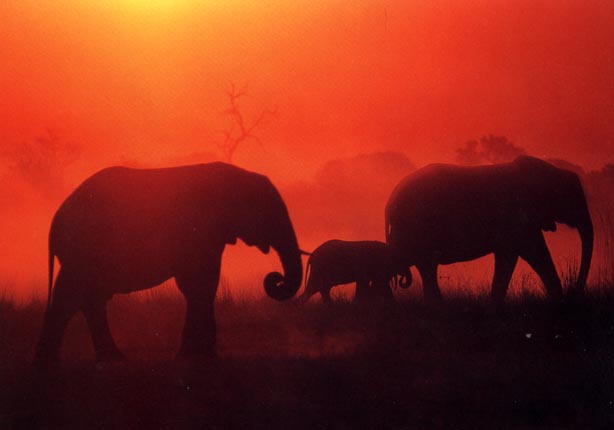 photo of elephants at dusk