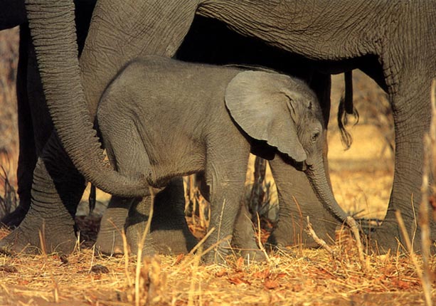 photograph of young elephant