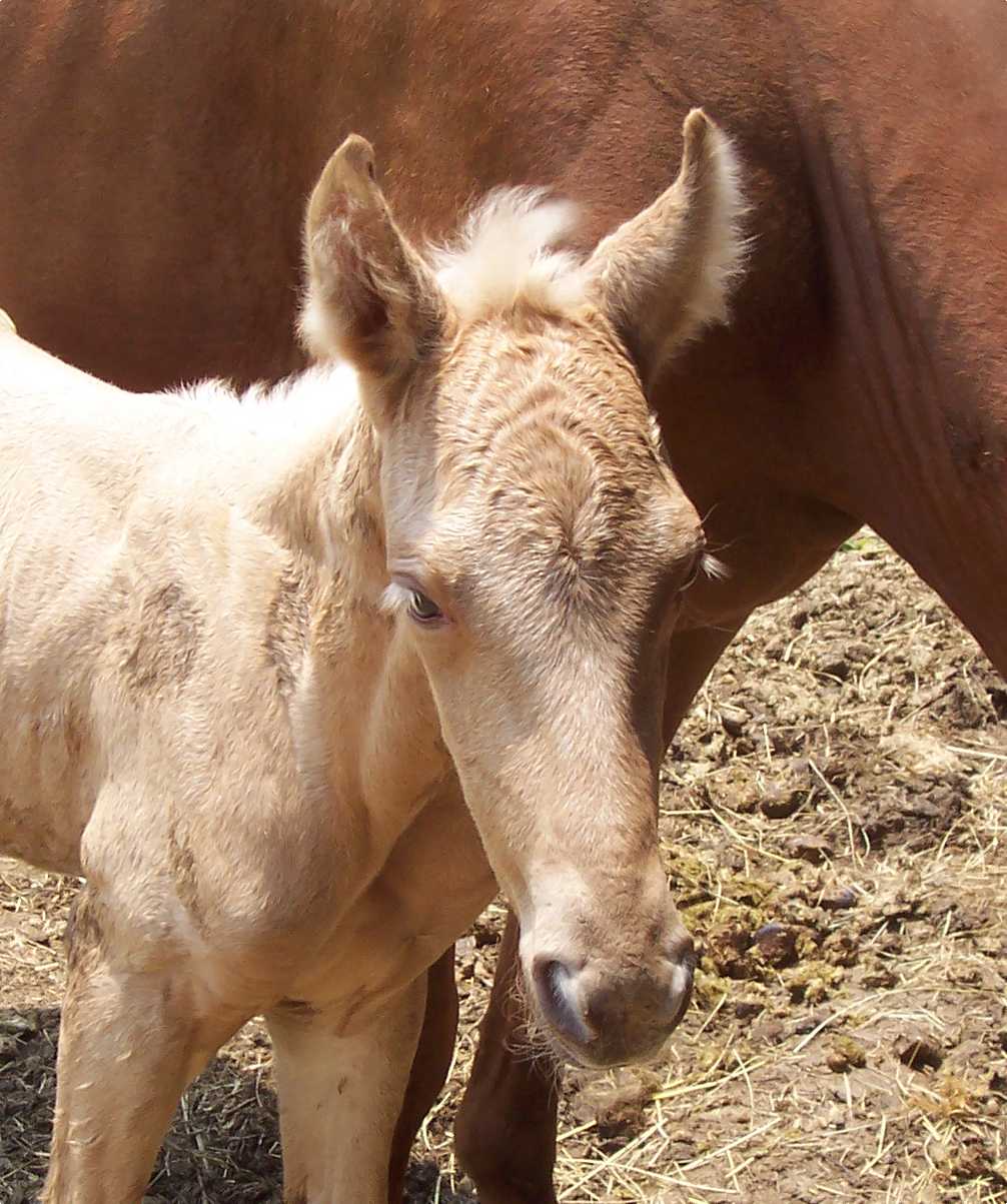 photo of a young filly