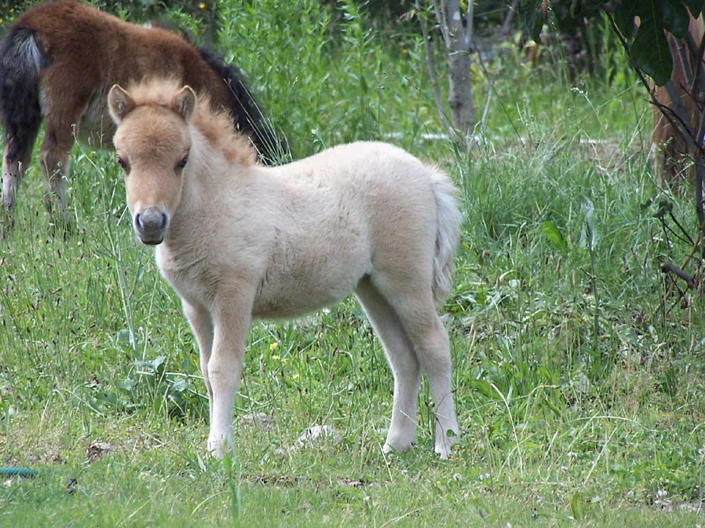 photo of a young filly