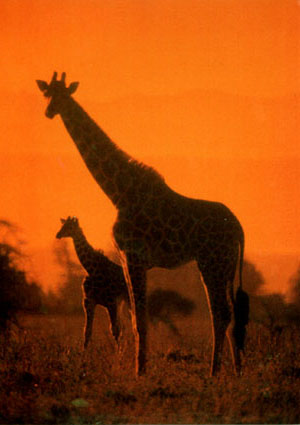 photo of giraffes on Africa savannah