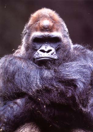 photograph of a lowland gorilla