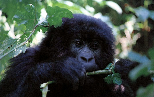 gorilla chewing leafy shoot