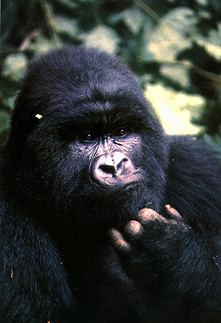 photograph of an introspective gorilla