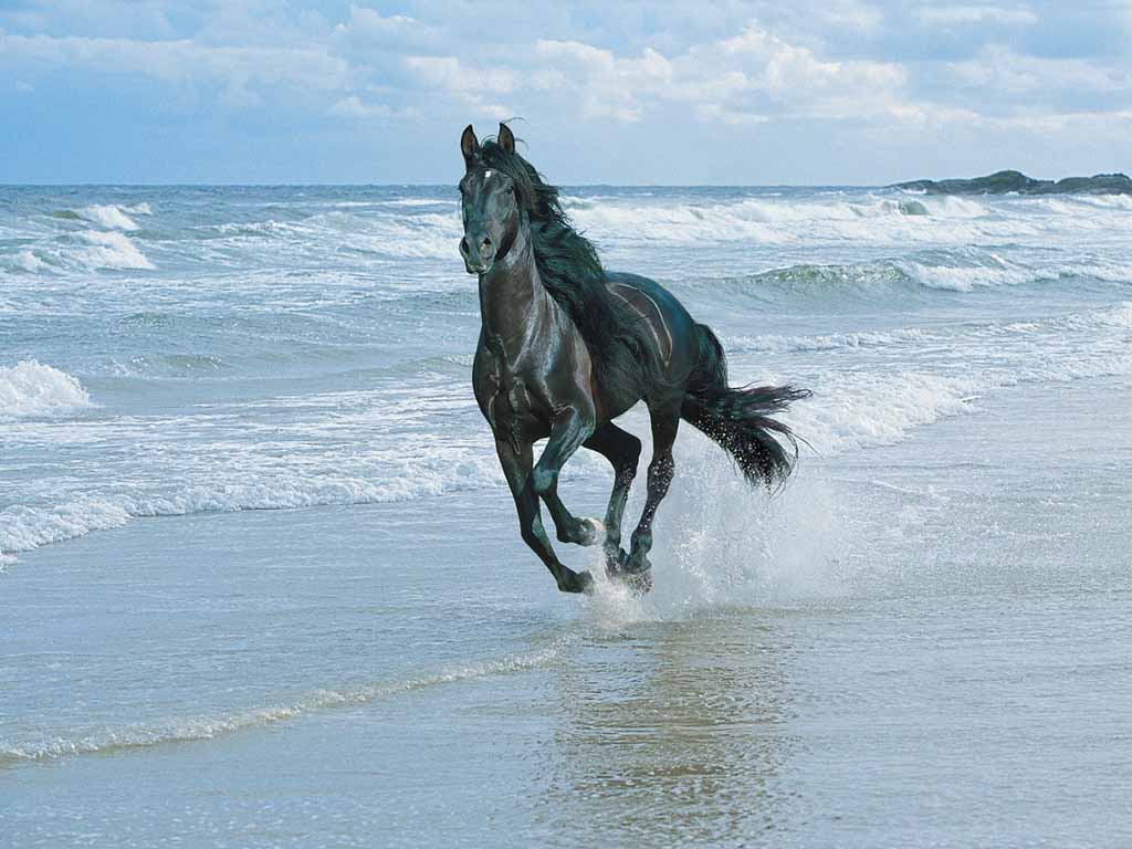 photo of horse galloping on beach