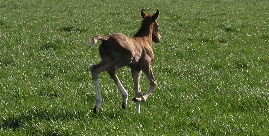 photo of a foal