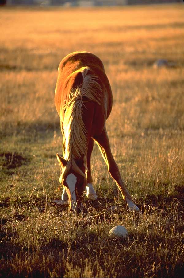 photo of a horse grazing