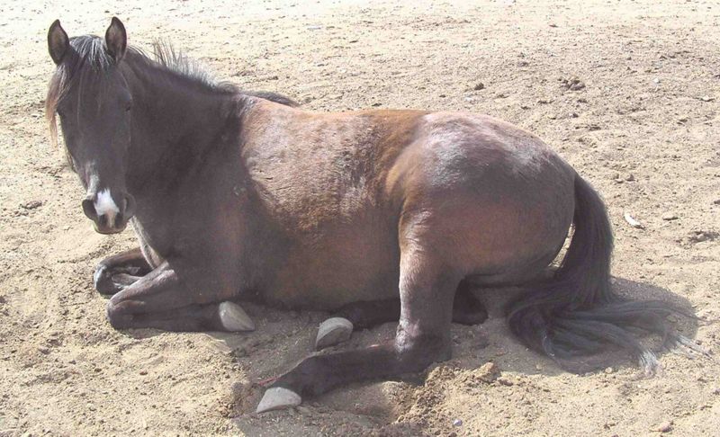 Resting Horse