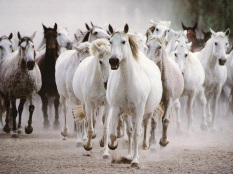 picture of white horses