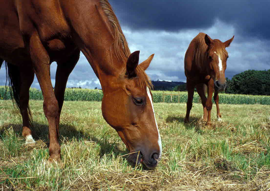 photo of horse and foal