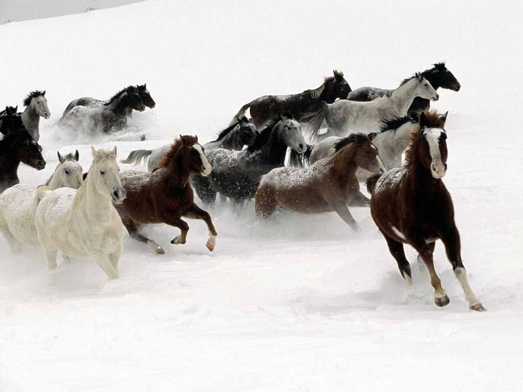 horses-snow.jpg
