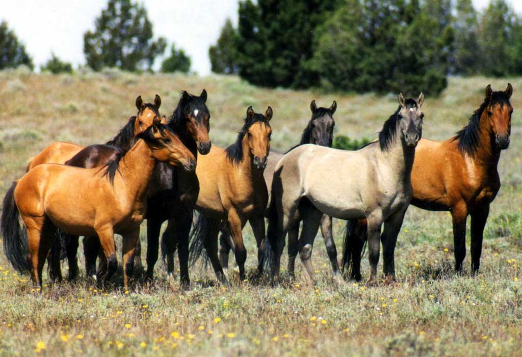 horses-wild.jpg