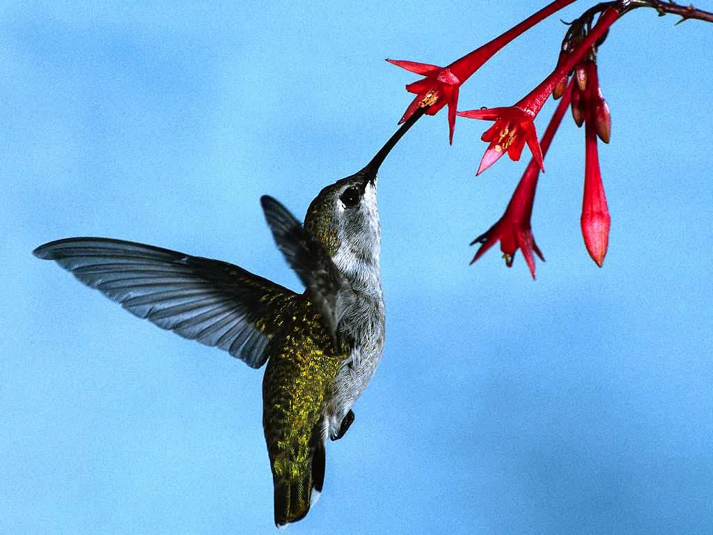 hummingbird sipping nectar