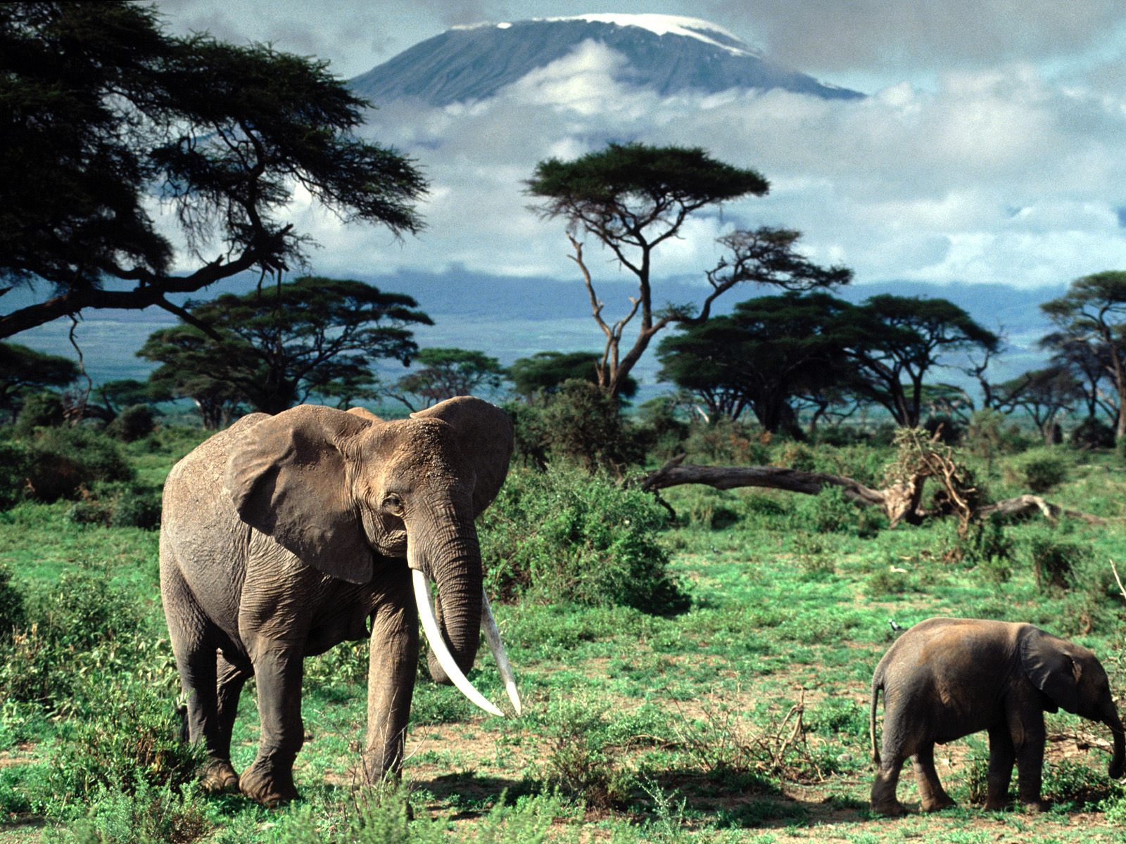 photo of elephants at Mount Kilimanjaro