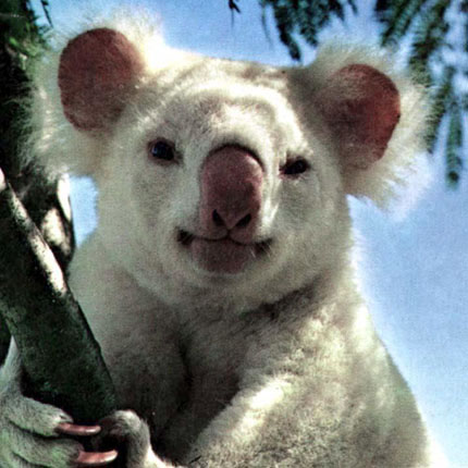 photograph of an albino koala