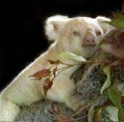 photo of another albino koala