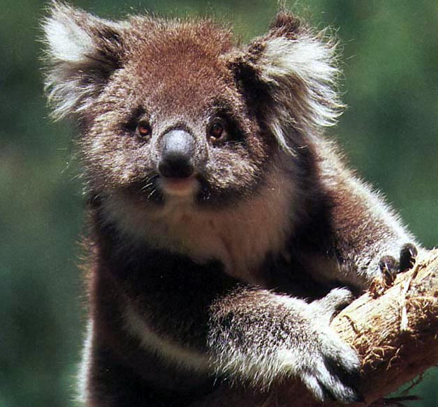 photo of a young koala