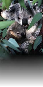 koala picture