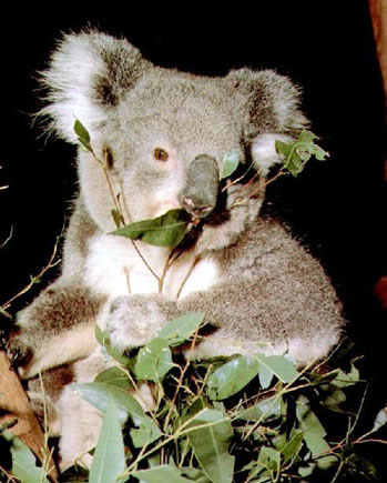photo of another kool koala