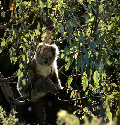photo of koala in eucalyptus tree