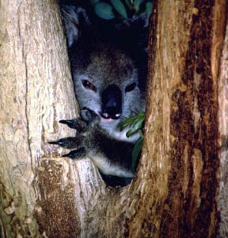 photo of another kool koala