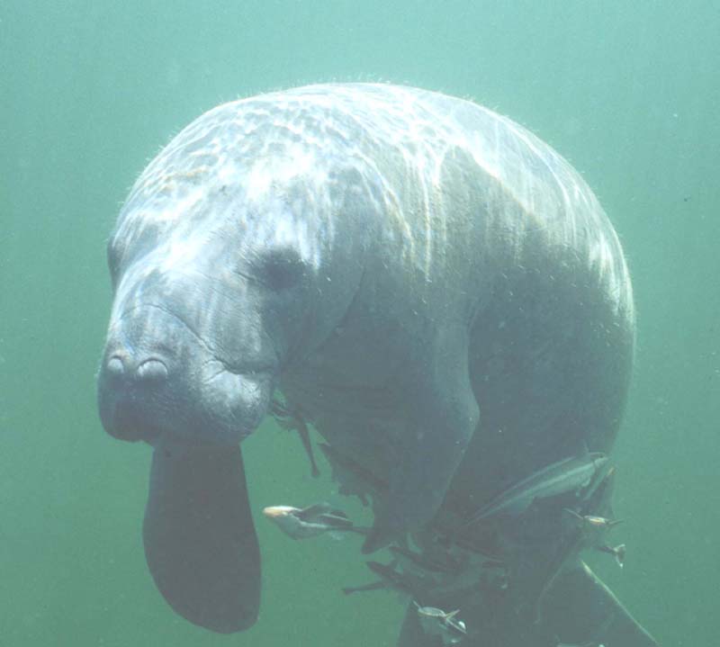 photograph of a swimming manatee