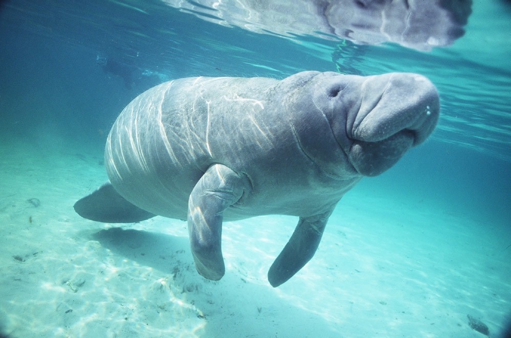 photograph of a manatee