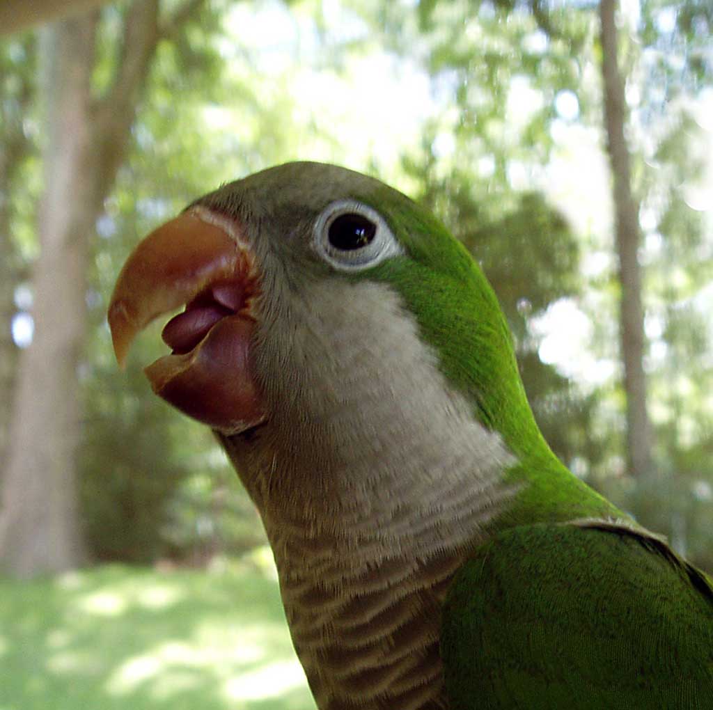 photograph of a monk parakeet