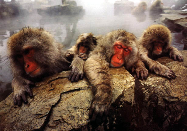 photograph of sleepy snow monkeys