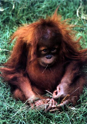 photograph of a reflective orang-utan