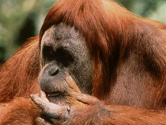 photograph of a reflective orang-utan