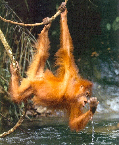 photograph of an orang-utan drinking