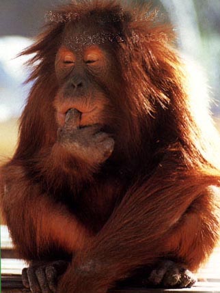 photo of orang-utan