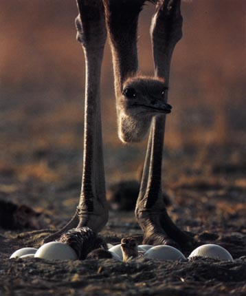 photograph of an ostrich and her hatchlings